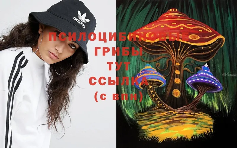 Псилоцибиновые грибы Psilocybine cubensis  сколько стоит  Астрахань 